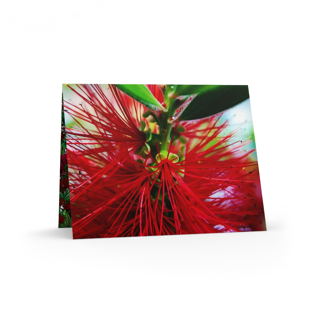 Ohi'a Lehua Greeting Cards (8, 16, and 24 pcs) Rare Breed Apparel Maui Ohi'a Lehua Greeting Cards (8, 16, and 24 pcs) Rare Breed Apparel Maui