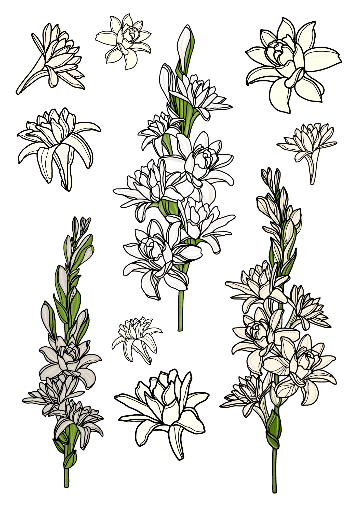 Tuberose Hand-drawn Sticker Sheet