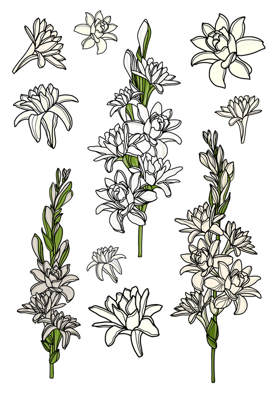 Tuberose Hand-drawn Sticker Sheet
