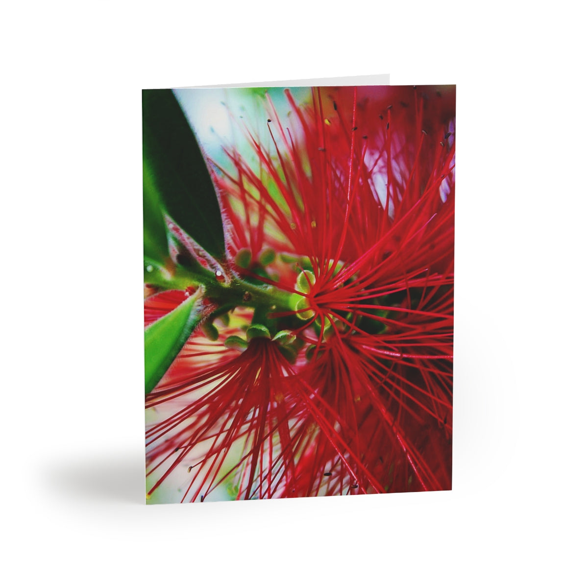 'Ohi'a Lehua Greeting Cards (8, 16, and 24 pcs)